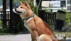 中华田园犬六大品种