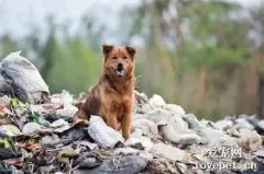 主人拆迁搬走，家犬沦为流浪狗，在等待中消耗生命