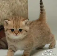 猫猫尾巴竖着是什么意思?