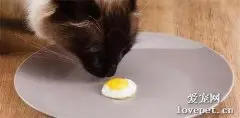 猫一次吃多少蛋黄?