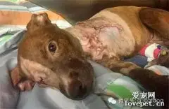 狗狗经历虐待，腿被砍断眼睛被戳瞎，但它依然爱着人类……