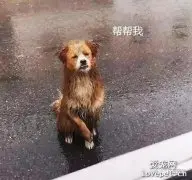 流浪狗傻傻蹲在暴雨中，看着车来车往，它的动作让人哭了