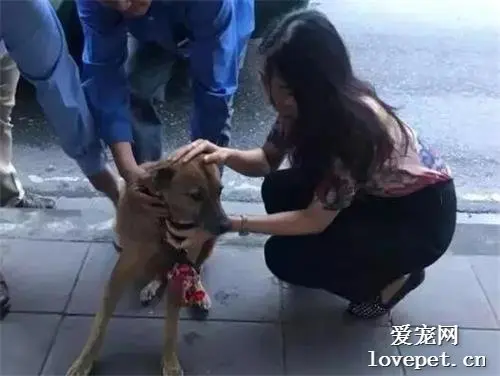 狗狗在车流中不断地追寻着汽车，原来竟是为了找寻抛弃它的主人……