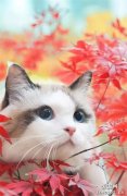 主人带猫外拍秋天的照片，真是美到哭，来感受下...