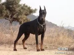 美系杜宾犬容易训练吗