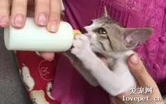 猫咪可以喝羊奶吗?