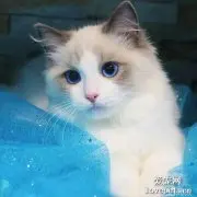 猫咪能吃石榴吗？