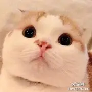 猫可以喝奶茶吗？