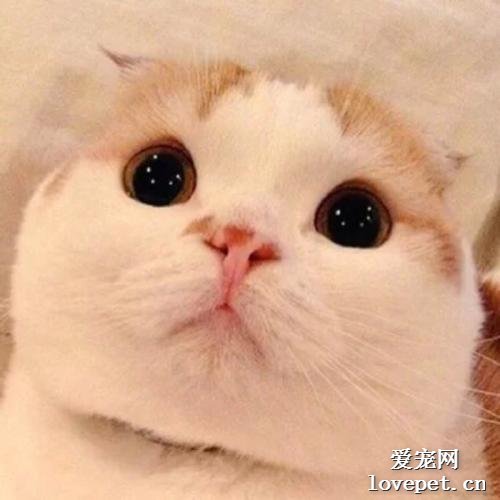 猫可以喝奶茶吗？