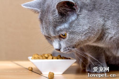 羊奶粉泡猫粮的正确方法