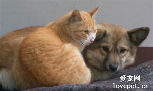 小狗和小猫被遗弃街头，彼此依靠成为好朋友，一起被好心人救助