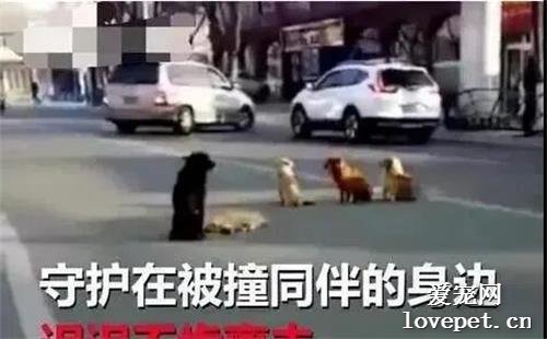 四条狗狗“霸占”马路造成事故引来警察，最后真相令人泪目...