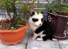 田园犬意外怀孕，却生下一只熊猫狗，熊猫：这个黑锅我不背！
