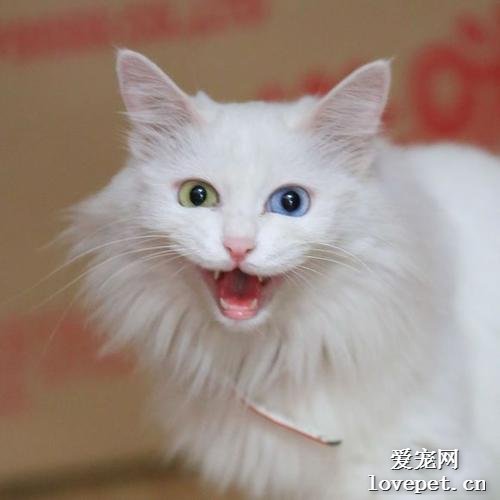 波斯猫来自哪个国家？波斯猫该怎么养？