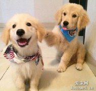 狗狗吃东西就吐怎么回事