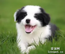 边牧幼犬怎样辨别好坏？