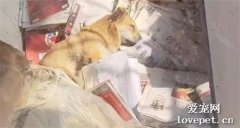 相依为命的主人去世，狗狗躺在纸堆里哭红了眼睛…
