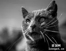 世界名猫之夏特尔猫品种介绍
