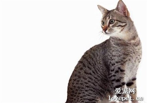 世界名猫之埃及猫品种简介