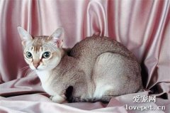 7种小体型的猫咪品种，暹罗猫只排第7名