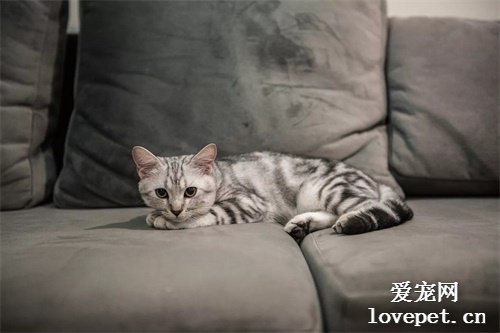 2020年十大最可爱的猫咪品种，布偶猫毫无争议第一