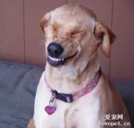 狗为什么会打喷嚏？