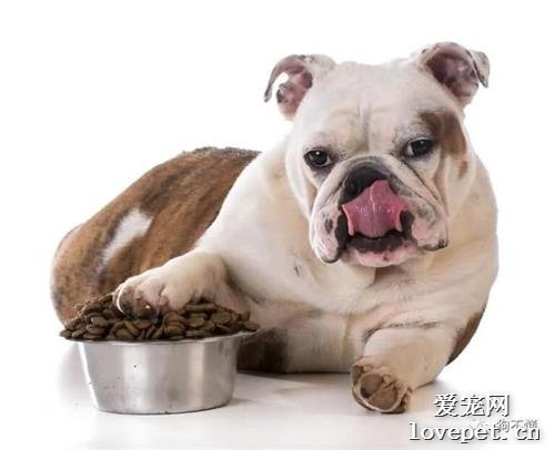 狗狗打嗝怎么办？