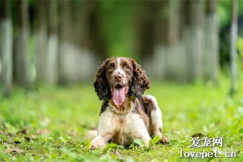 母狗吃掉幼犬真相