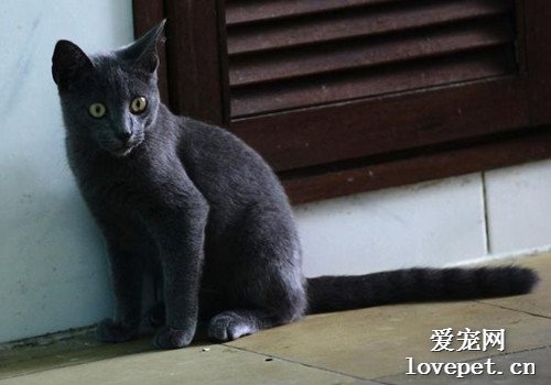 猫咪大全之尼比龙猫（内华达猫）品种介绍