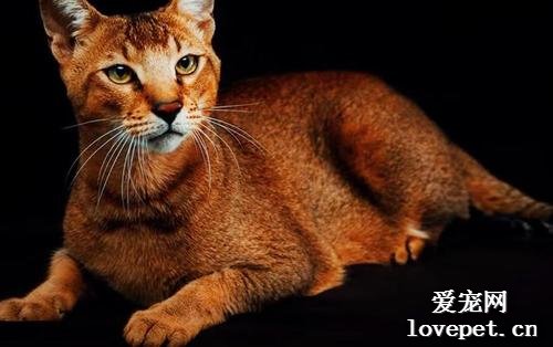 猫咪大全之非洲狮子猫品种介绍