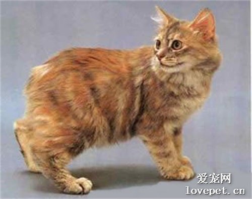 猫咪大全之威尔士猫品种介绍