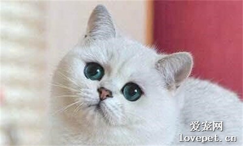 世界名猫之克拉特猫品种介绍