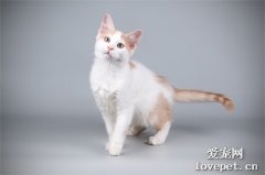 猫咪大全之阿芙罗狄蒂猫品种介绍