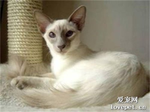 世界名猫之爪哇猫品种介绍