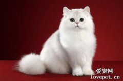 猫咪大全之英国长毛猫品种介绍