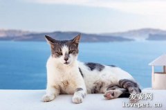 猫咪大全之爱琴海猫品种介绍