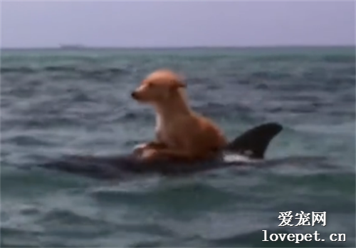 有爱！狗狗意外落水，海豚千里护送！看哭了…