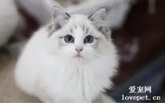 猫咪得肿瘤的症状以及怎么治疗？