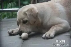 狗可以吃蛋白么？