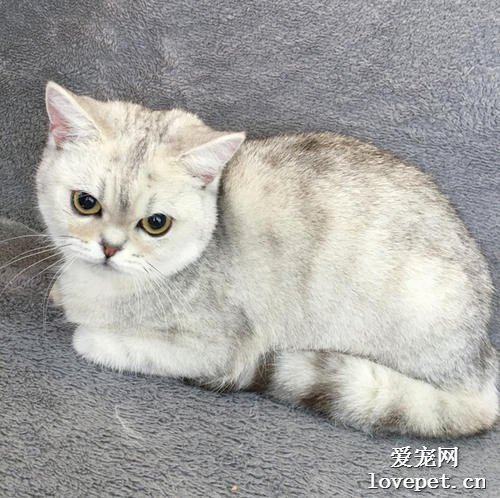 猫咪发情乱叫怎么办？告诉你如何缓解猫咪发情