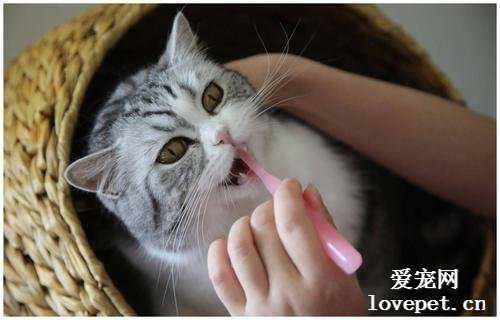 如何科学的给猫咪刷牙？