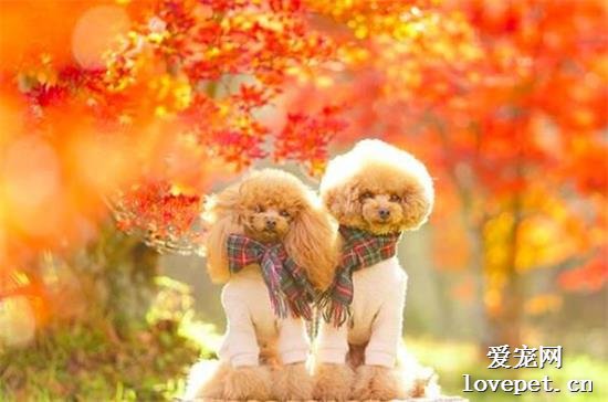 哇！两只贵宾犬拍摄的浪漫情侣照，好唯美！
