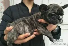 虎斑法斗犬怎么看纯不纯？