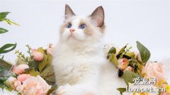 世界名猫之布偶猫品种介绍