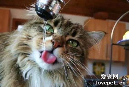 猫咪每天应该喝多少水啊？