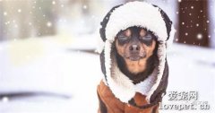 冬天养狗常见的6个误区