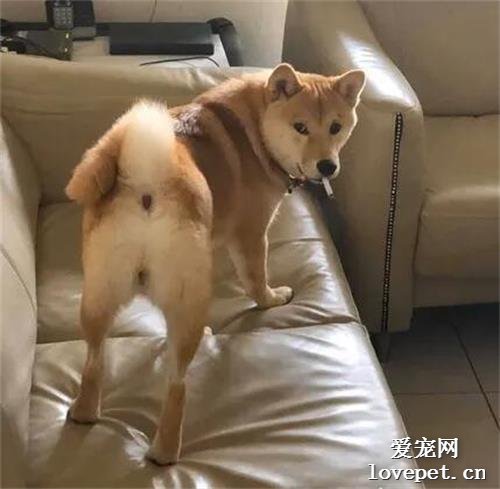 “看什么看，没见过狗子抽烟吗！”