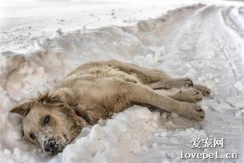 狗妈妈走失，零下20度被冻死在雪地，用身体温暖怀中7只幼崽...