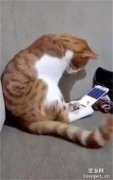 橘猫的原主人因意外去世了，当它在手机里看到她的视频后……