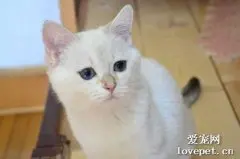 英短和美短可以配种吗?